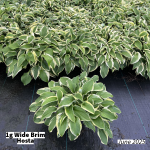 June 2025 1g Wide Brim Hosta Group for Website